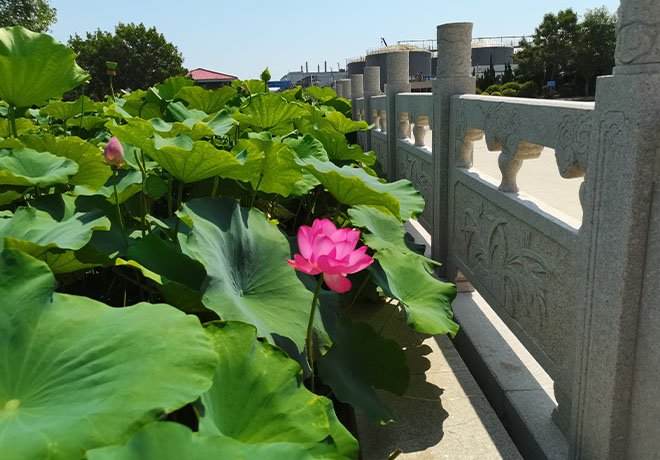 荷花池