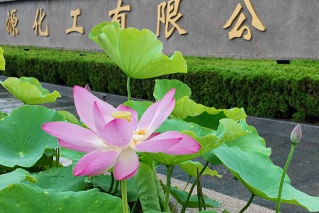 我眼中的锐丰源