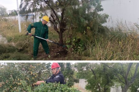 厂区焕新貌 绿化修剪见成效